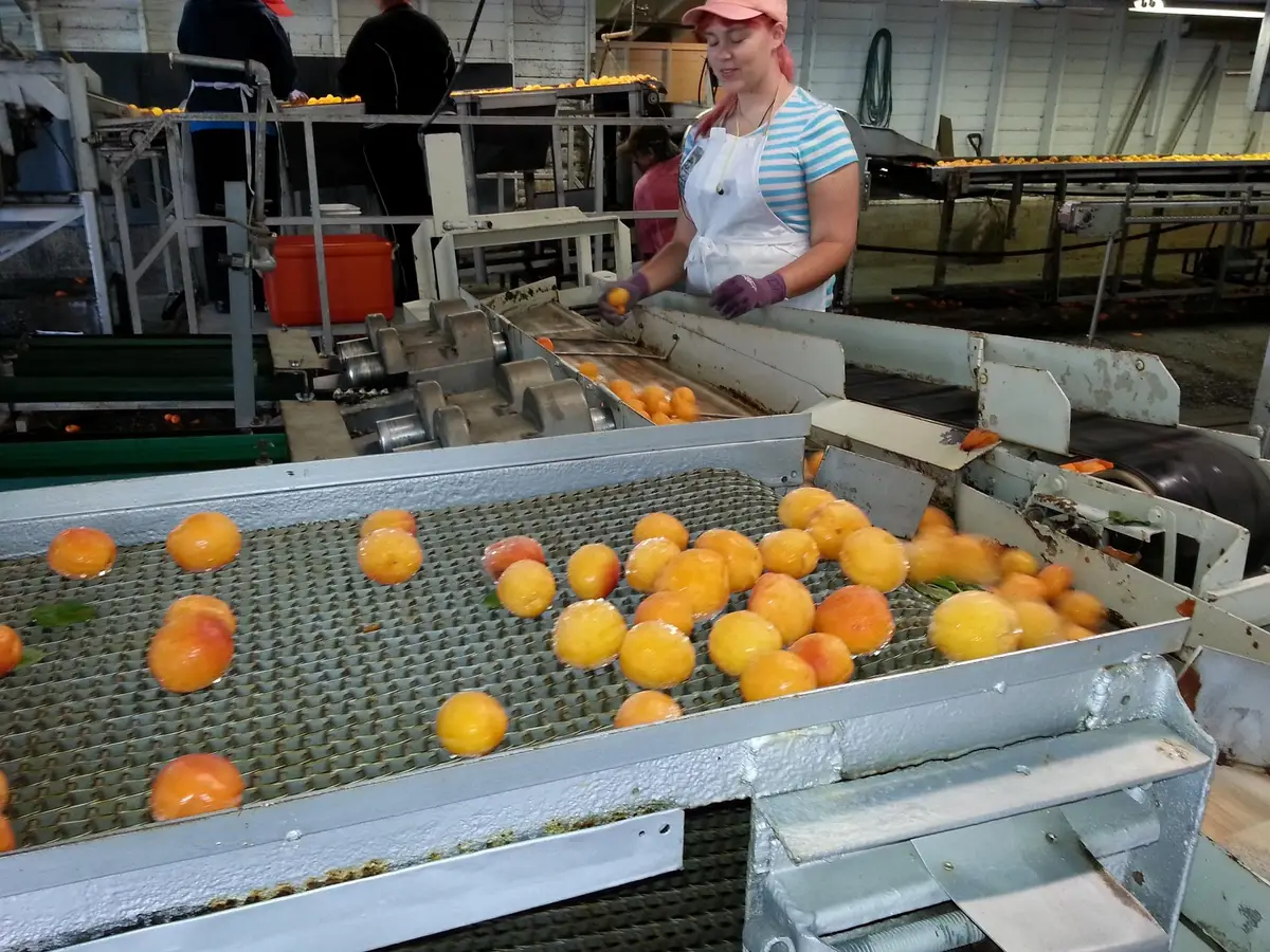 Vegetables & Fruit Processing industry showcase 1