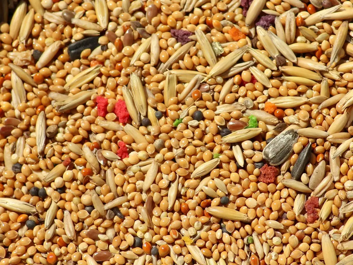 Millet & Pulses industry showcase