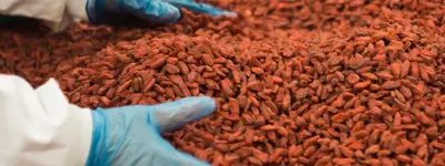 Person holding grains