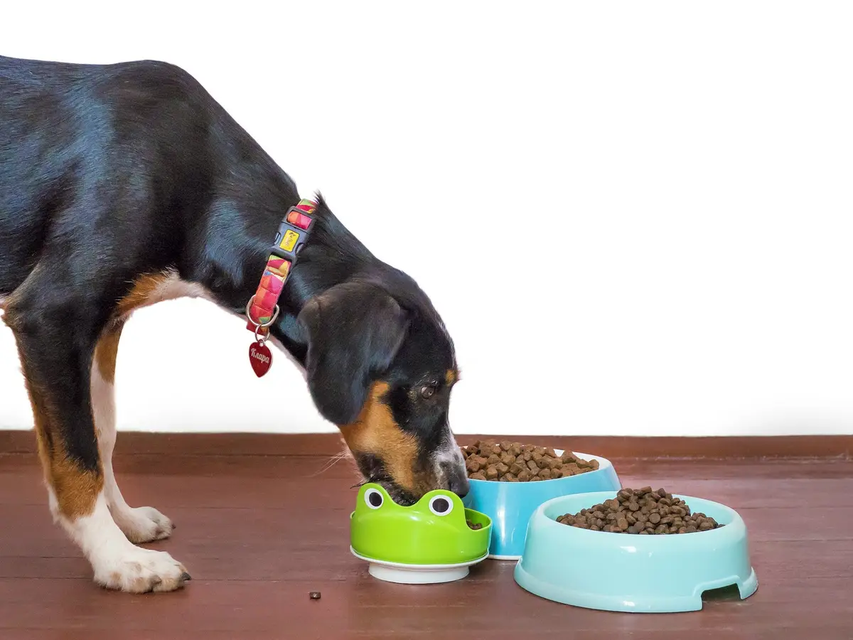 Pet food industry showcase