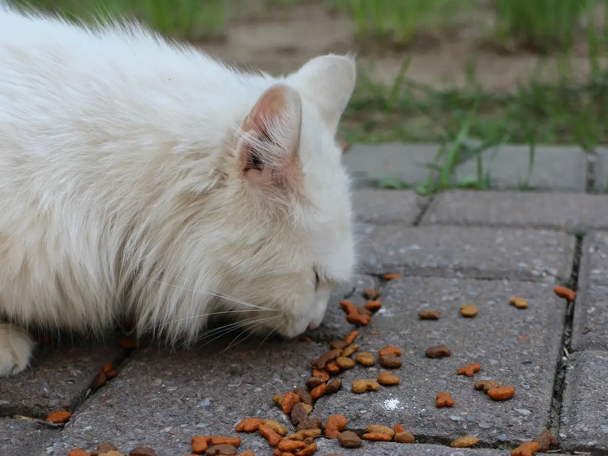 Pet food industry showcase 2