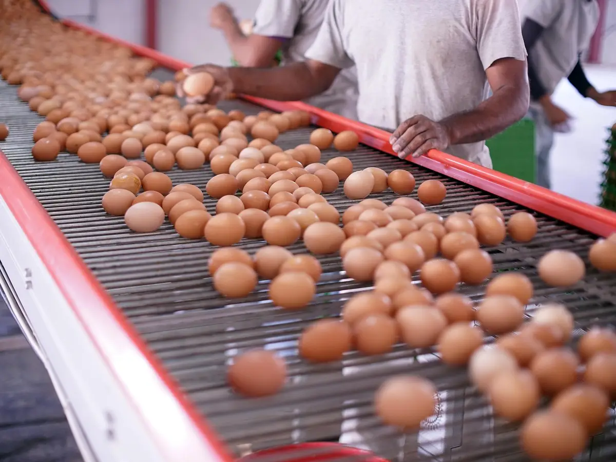 Food Processing industry showcase 3