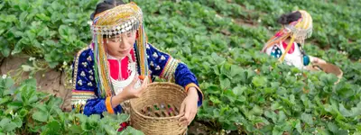 Tribal girls collecting strawberries